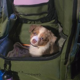 Cigarra - Red merle female Miniature Australian Shepherd puppy in Arlington, Texas from CopperHead Aussies