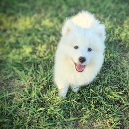 Diana - White female Samoyed puppy in Durant, Oklahoma from OrangeLine Samoyeds
