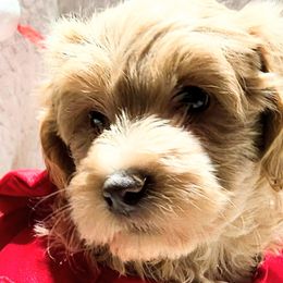 Cavapoos, Goldendoodles, and Labradoodles from Curls and Camo Pups