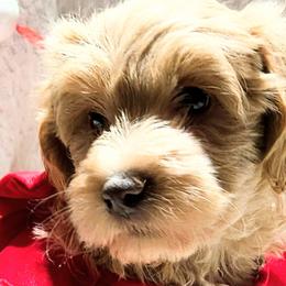 Cavapoos, Goldendoodles, and Labradoodles from Curls and Camo Pups