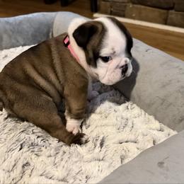 Sassy - Red and white female Bulldog puppy in Villa Rica, Georgia from Red Clay Bullies