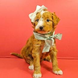 Anna - Red female Bernedoodle puppy in Russell Springs, Kentucky from 270 Doodles