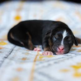 Poe (full tail) - Black tri male Miniature American Shepherd puppy in Battle Ground, Washington from Casita Miniature American Shepherds