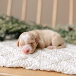 Swan - 12 Days of Christmas - Apricot male Goldendoodle puppy in Syracuse, Indiana from The Doodle Cove