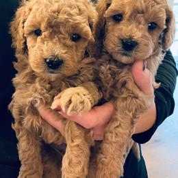 Goldendoodles from Kevin Williams
