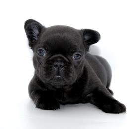 Roux - Black female French Bulldog puppy in Star City, Arkansas from T4 Farms