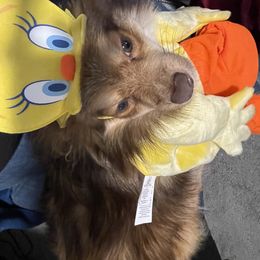 Pomeranian Puppies from ARC Kennels