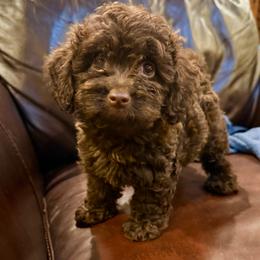 Truffles - Chocolate male Havapoo puppy in Lancaster, South Carolina from 3 Bs Havanese-PUPPIES with  PURPOSE
