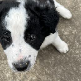 Border Collie Puppies from Roaring River Border Collies
