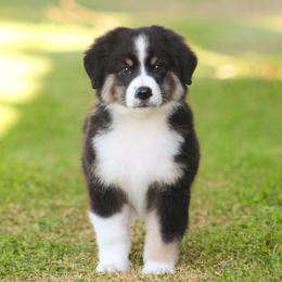 Willie - Black tri male Miniature American Shepherd puppy in Palacios, Texas from Coastal’s Miniature American Shepherds