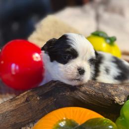 Gaston  Abbey - Black and white male Shih Tzu puppy in West Helena, Arkansas from Chateau Shih Tzus