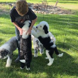 Sheepadoodle Puppies from My Sheepadoodle