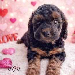 Lilly - Black and tan female Cavapoo puppy in Warrensburg, Missouri from Supreme Doodles