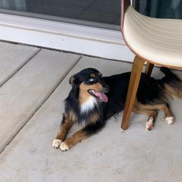 Magneto - Black tri male Miniature Australian Shepherd puppy in Douglas, Arizona from Starry-Eyed Mini Aussies with Tails