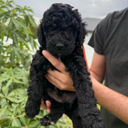 Orange collar - Black male Goldendoodle puppy in Cape Coral, Florida from Magnolia Doodles co.