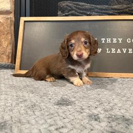 Ash - Chocolate and cream male Dachshund puppy in Stilwell, Oklahoma from B & K Dachshunds