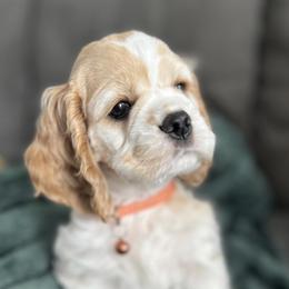 Huck - Cocker Spaniel