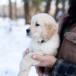 Sutter - Golden male Golden Retriever puppy in Paoli, Indiana from Rose n’ Thistle Farm