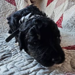 Bernedoodle Puppies from Joyful Pastures Homestead