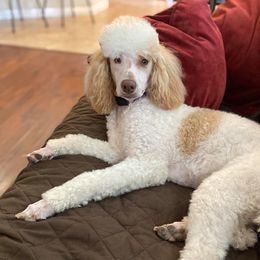 Goldendoodles and Poodles from Exclusive Doodles & Poodles