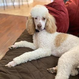 Goldendoodles and Poodles from Exclusive Doodles & Poodles
