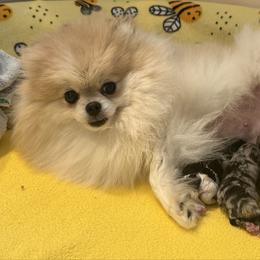 Macey - Pomeranian