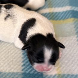 Shih Tzus from DESERT ROYAL SHIH TZU