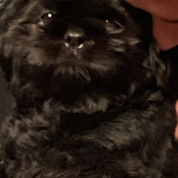 Shih Tzus from Indy Unique Shih Tzu