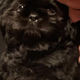 Shih Tzus from Indy Unique Shih Tzu