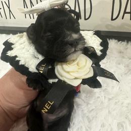 Lulu - Tri-color female Yorkipoo puppy in Apple Valley, California from Boujeepups