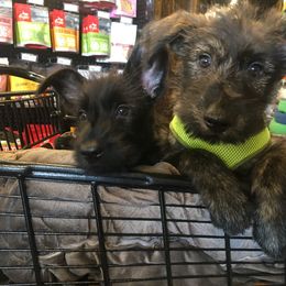 Berger Picard Puppies from Ides of March Picards