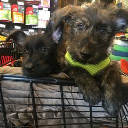 Berger Picard Puppies from Ides of March Picards
