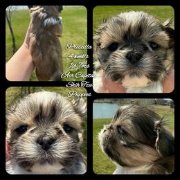 Priscilla - Gold female Shih Tzu puppy in Maize, Kansas from Air Capital Shih Tzu Puppies