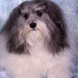 Havanese from Tapscott B.I.S. Havanese
