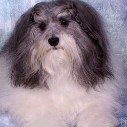 Havanese from Tapscott B.I.S. Havanese