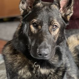 Rory - German Shepherd