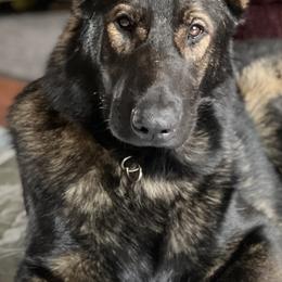 Rory - German Shepherd