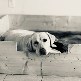 Labrador Retriever puppies from DogSmith Purebreds