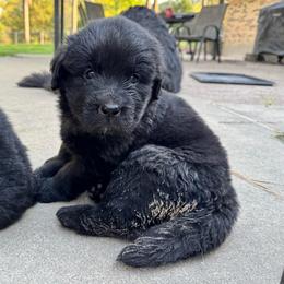Girl 5 - Black female Newfoundland puppy in Nacogdoches, Texas from Pete’s Newfies