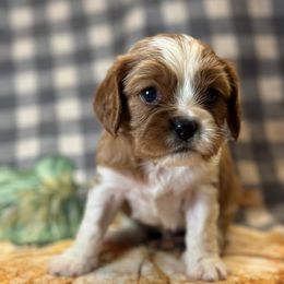 Cavalier King Charles Spaniels and Dachshunds from Magnolia Hill Cavaliers and Doxies