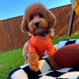 MM - Red male Maltipoo puppy in Sugar Land, Texas from Celebrity Maltipoos