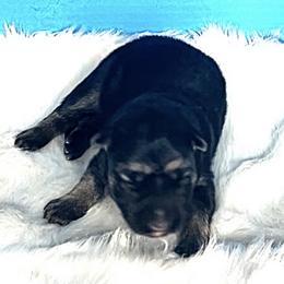 Sparrow - Black and tan female Shiloh Shepherd puppy in Griffin, Georgia from Orchard Hills Shilohs
