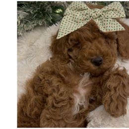 Beauty Red Mini Girl - Red  female Goldendoodle puppy in Mayfield, Utah from Ruff Country Doodles