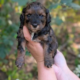 Quarter Pounder - Black and tan male Cavapoo puppy in Coshocton, Ohio from Forever Family Puppies