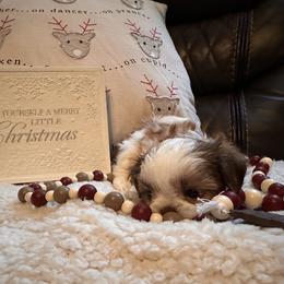 Shih Tzu Puppies from Wood Foo Breeders