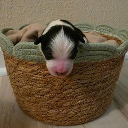 Boy 2 - male Miniature American Shepherd puppy in Bristol, Tennessee from Riverstone Aussies