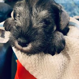 Miniature Schnauzer Puppies from Incendio Miniature Schnauzers