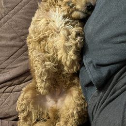 Goldendoodle Puppies from Ohio Valley Doodles