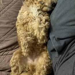 Goldendoodle Puppies from Ohio Valley Doodles