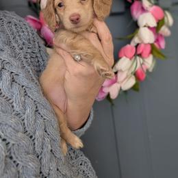 Ginger - Cream female Dachshund puppy in Marion, Ohio from Doodles & Doxies